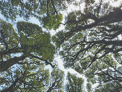 树木为何会相互“礼让”？