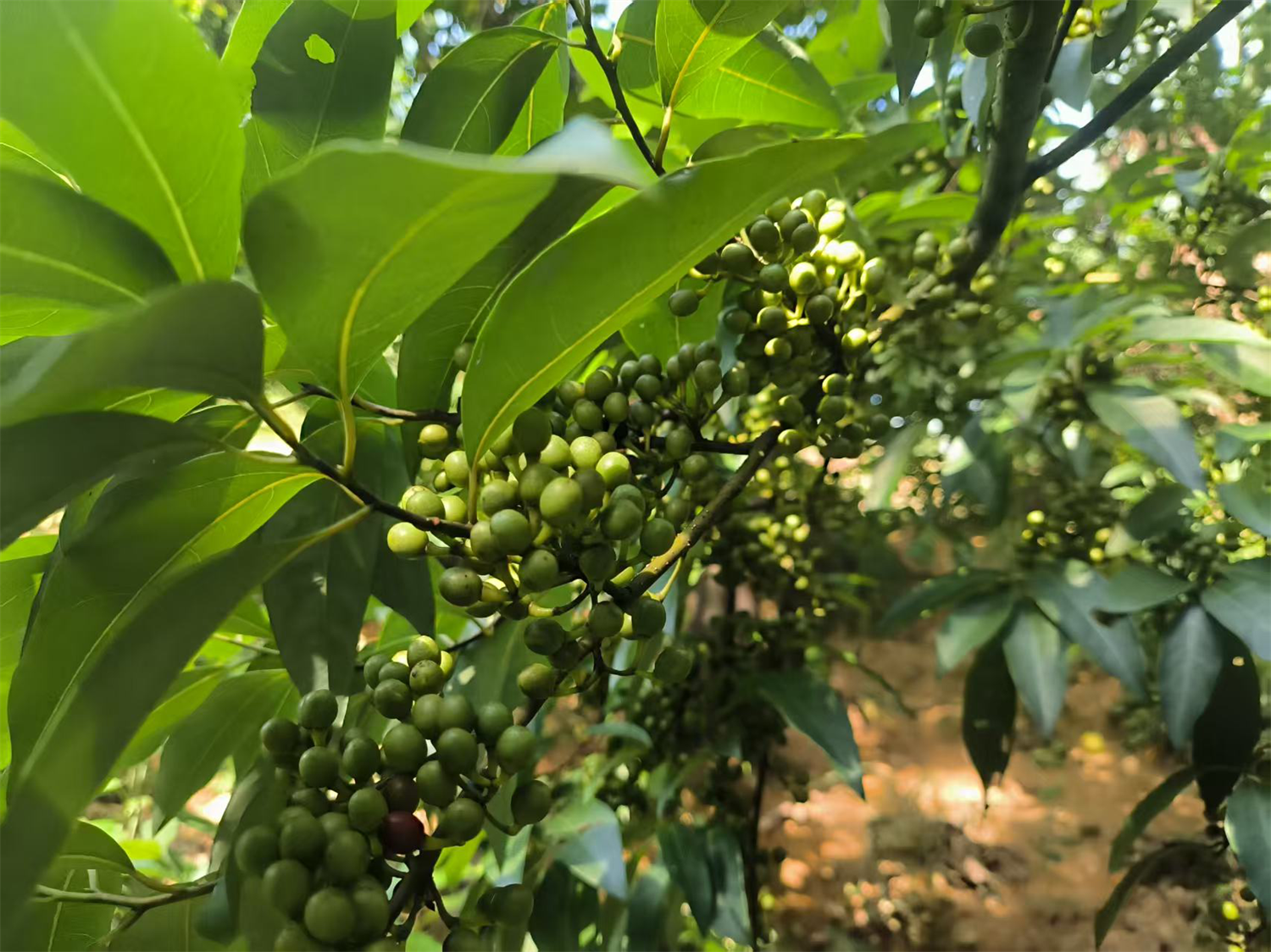 广西桂林：油茶+山苍子，如何做到1+1>2？