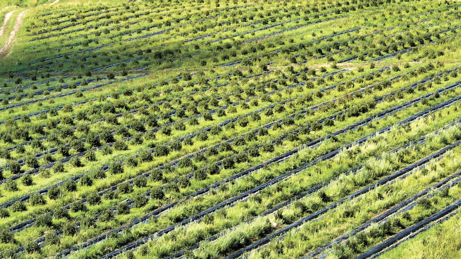 安徽肥西创新推进花木产业转型升级