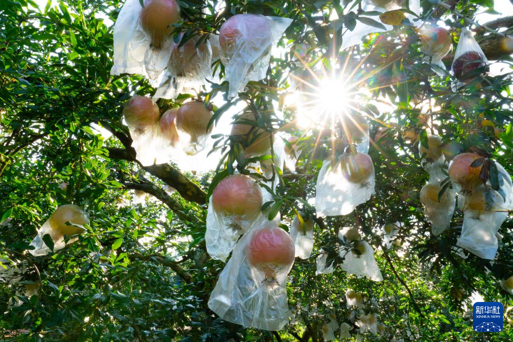 桉树套种，福建长泰掘“砂”致富