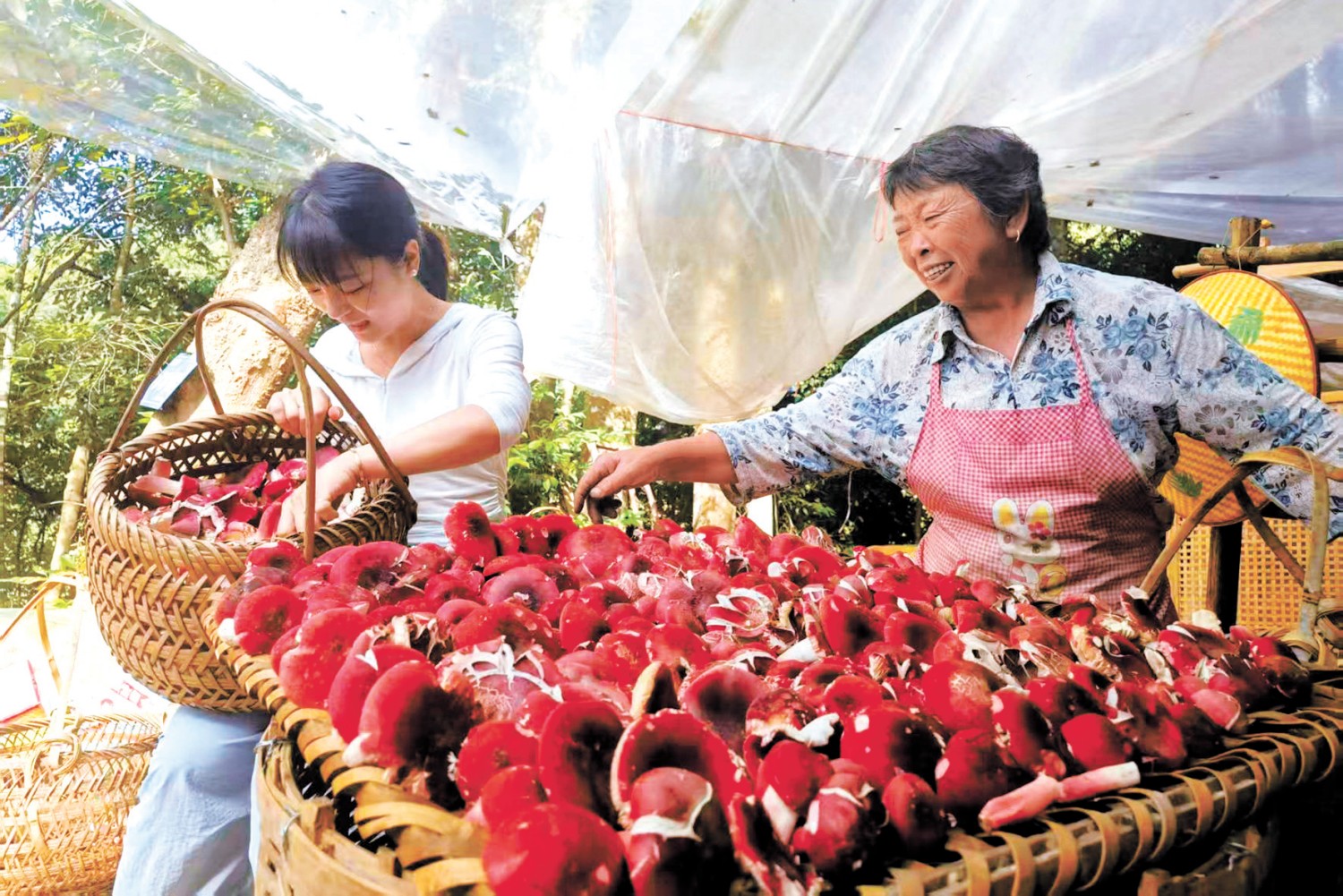 福建大田“六共”模式护山富山