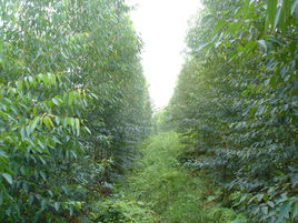 我国竹质工程材料研究与应用取得重要进展