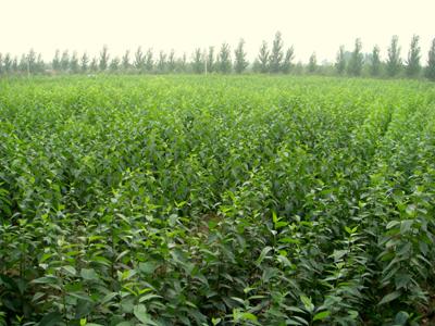 “十五五”期间森林年采伐限额编制成果通过专家论证